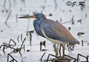 Egretta tricolor